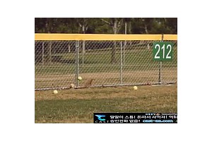 [서양야동] 야구 개인코치 연습은안하고 15분 13초